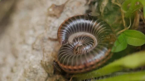 Scolopendra 스톡 동영상 276998995