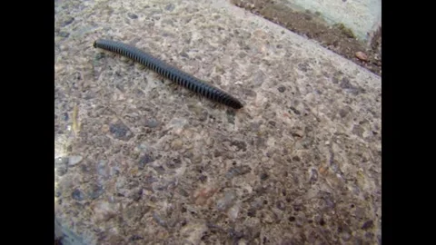 Scolopendra Stock Footage 344051717