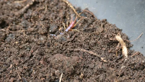 Scolopendra gigantea centipede. Видео 326056053