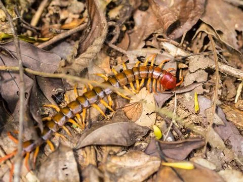 Scolopendra Stock Photos