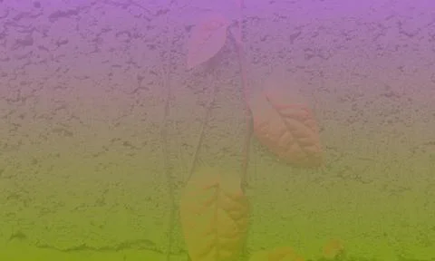 Scolor background for wallpaper Stock Photos