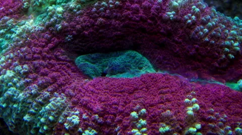 Scolymia australis10 Timelapse Stock Footage 66406548
