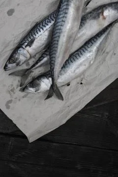 Scomber fish in wrapping paper Stock Photos
