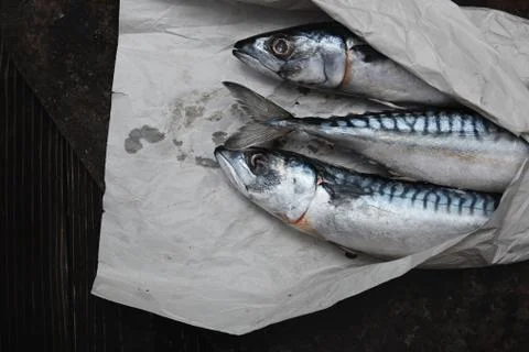 Scomber fish in wrapping paper Stock Photos