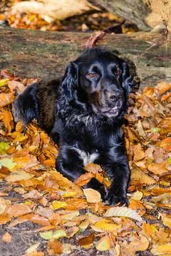 Scooby Fotos de archivo