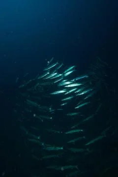 Scool of barracudsas Stock Photos