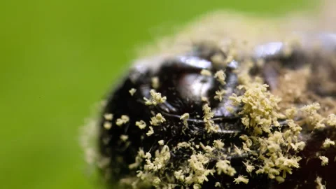 Scoop chrysalis Stock Footage 193407474