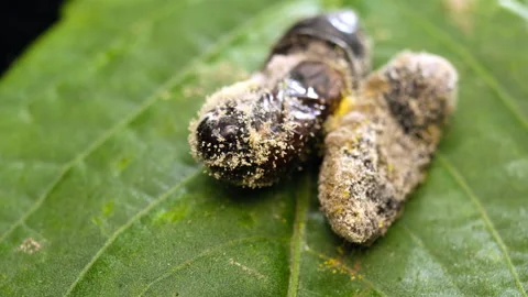 Scoop chrysalis Stock Footage 193407678