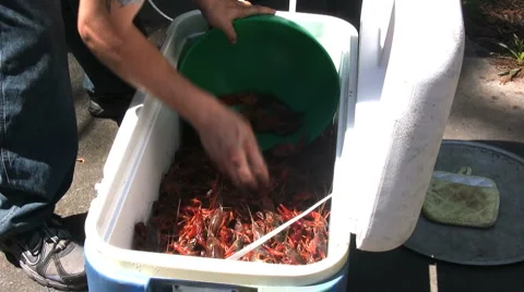 Scoop Crawfish Bowl Stock Footage 2647698