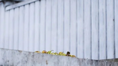 Scoop dumping fruit in a container Stock Footage 70051624