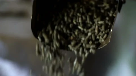 From the scoop pours fodder 库存影片 93132312