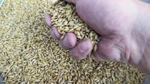 Scooping of barley grain in handful and pouring to container Video stock 346477790