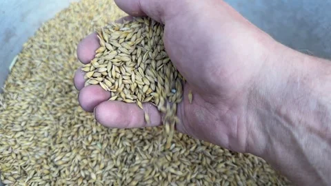 Scooping of barley grain in handful and pouring to container Video stock 346477814