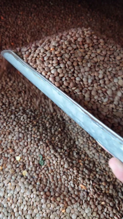 Scooping Black Gram Beans Or Urad Dal And Returning Them To The Pile, POV Stock Footage 348131824