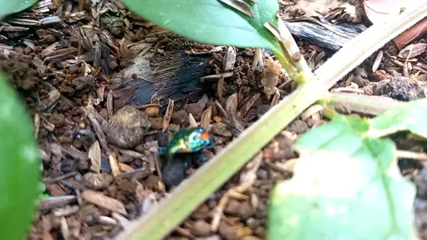 Scooping Up Metallic Green Beetle from Grass Stock Footage 342370860
