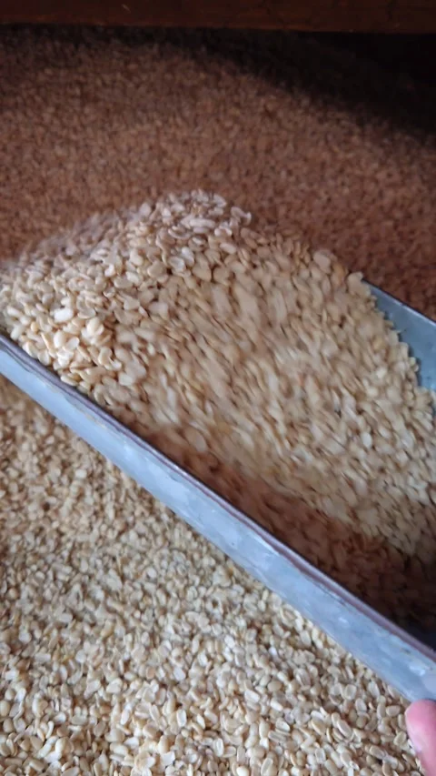 Scooping Split And Skinned Black Gram Urad Dal, First Person POV - Vertical Stock Footage 348133221