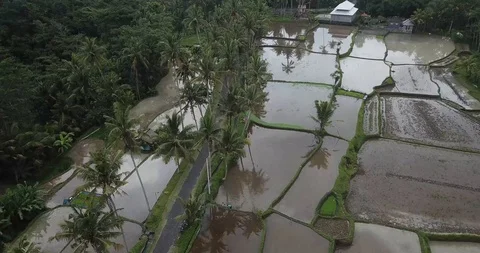 Scooter Driving Bali Rice Fields and Palm Trees Drone Shot Stock Footage 106238162