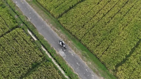A scooter journey in rice fields seen from above. Stock Footage 339452220