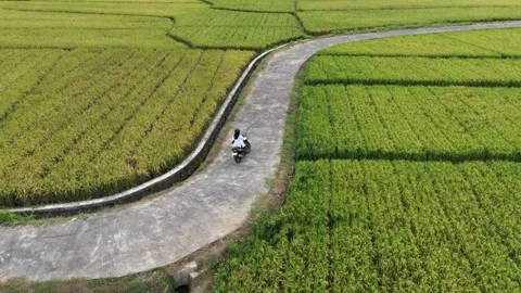 A scooter journey in scenic Java rice fields. Stock Footage 339440468