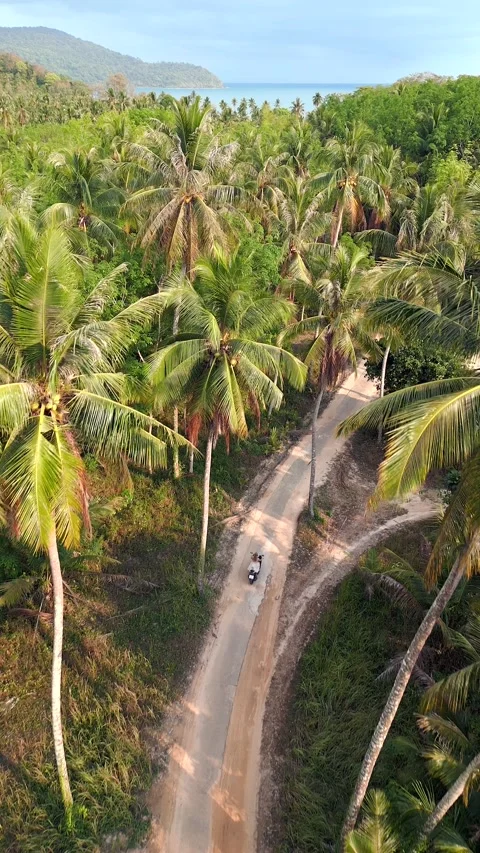 Scooter riding through the road lined with coconut palm trees on tropical island Video stock 237930570