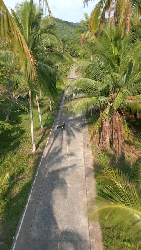 Scooter riding through the road lined with coconut palm trees on tropical island Stock Footage 245187676