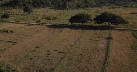 Scooter through Bali Fields Stock Footage 106238241