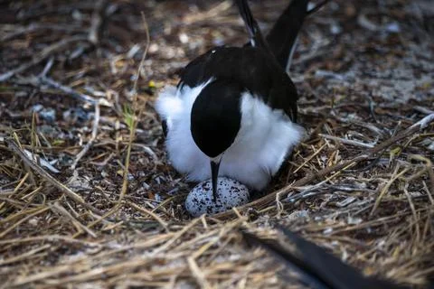 A scooty tern tending its egg in the nest Stock Photos