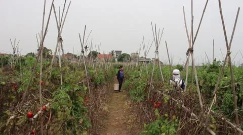 Scope of the tomato farmers lam Stock Footage 45919641