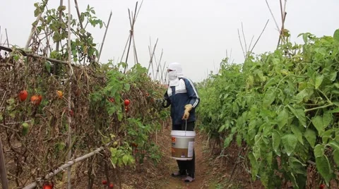 Scope of the tomato farmers lam Stock Footage 45919644