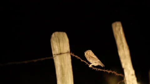 Scops Owl on a Barbed Wire at night Stock Footage 148156035