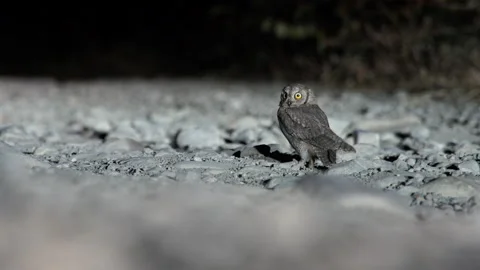 Scops Owl on the ground at night Stock Footage 148156760
