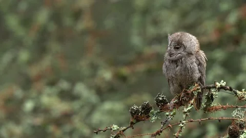 Scops Owl, Otus scops, sitting on tree branch in the dark forest. Wildlife anima Stock Footage 165033078