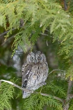 Scops owl perching on green tree branch in Vlcia dolina forest Stock-Fotos
