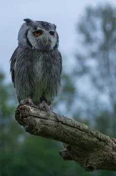 Scops owl Stock Photos