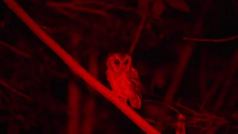Scops Owl Pupillary Response While Hunting Under Red Light Stock Footage 313103861