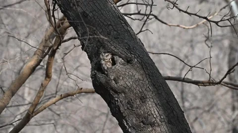A Scops owl roosting in a tree hole Stock Footage 313954529