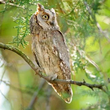 Scops owl sitting in a tree on a beautiful green background (Otus scops) Stock-Fotos