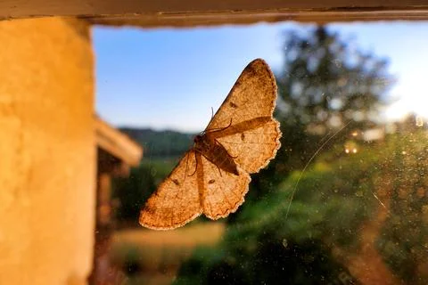 Scopula immutata. Stock Photos