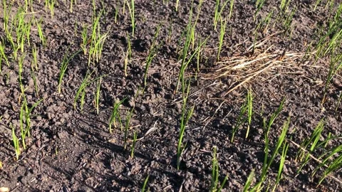 Scorched earth after a fire. Earth after the fire. Green grass after the fire Stock Footage 199094744