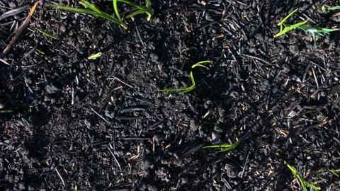 Scorched earth after a fire. Earth after the fire. Green grass after the fire Stock Footage 199094923