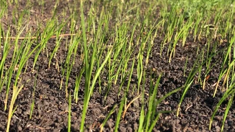 Scorched earth after a fire. Earth after the fire. Green grass after the fire Vídeos de archivo 200823784
