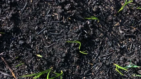 Scorched earth after a fire. Earth after the fire. Green grass after the fire Video stock 200823806