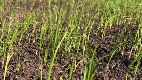Scorched earth after a fire. Earth after the fire. Green grass after the fire Stock Footage 201528426