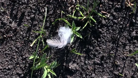 Scorched earth after a fire. Earth after the fire. Green grass after the fire Video stock 203815875