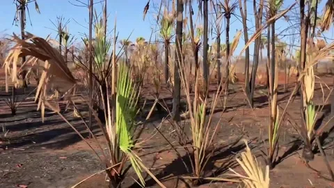 Scorched Earth and Burnt Trees After Wildfire in Madagascar Stock Footage 337168375