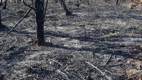 Scorched earth and tree trunks after a spring fire in forest. Black burnt field Stock Footage 126513409