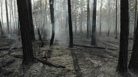 Scorched earth and tree trunks after a spring fire in forest. Black burnt field Video stock 130496125