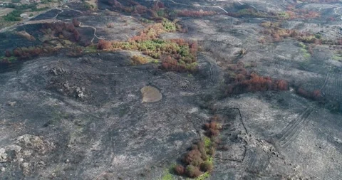 Scorched earth with dead trees highlighting the concept of climate change. Stock-Footage 325907814