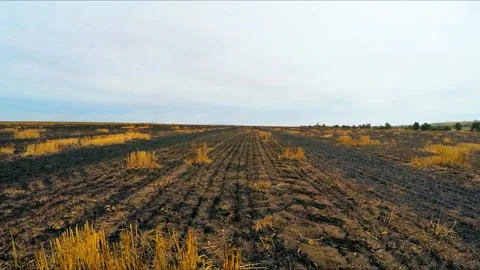 Scorched earth in the field 库存影片 85891938