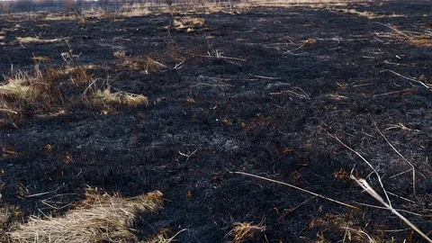 Scorched earth, spring prairie fires. Wheat field with burnt grass. The Stock Footage 127810557